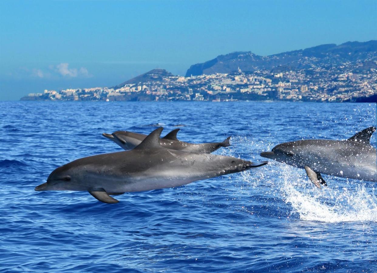 Casa Da Avo Irene Villa Funchal  Ngoại thất bức ảnh